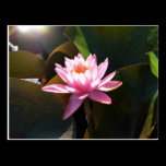 Sunlit Waterlily Postcard