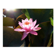 Sunlit Waterlily Postcard