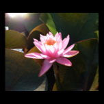 Sunlit Waterlily Poster Print