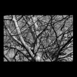 Sunlit Winter Branches (B&W) posters
