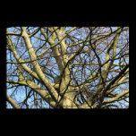 Sunlit Winter Branches posters