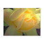 Sunlit yellow rose postcard