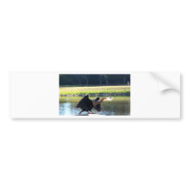Sunning Anhinga Bumper Stickers