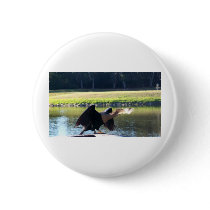 Sunning Anhinga Buttons