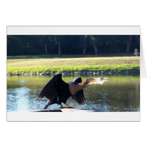 Sunning Anhinga Greeting Card