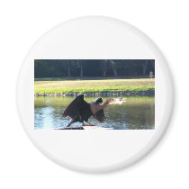 Sunning Anhinga Refrigerator Magnets