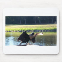 Sunning Anhinga Mousepads