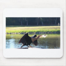 Sunning Anhinga Mousepads
