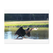 Sunning Anhinga Post Cards