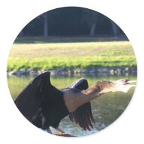 Sunning Anhinga Stickers