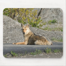 Sunning Coyote Mouse Pad