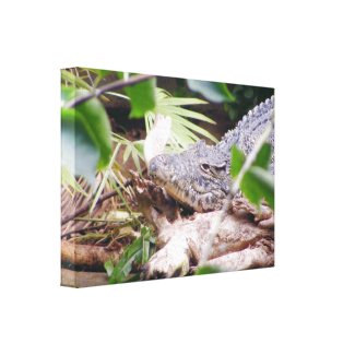 Sunning Crocodile wrappedcanvas