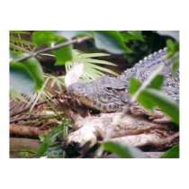 Sunning Crocodile posters
