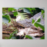 Sunning Crocodile posters