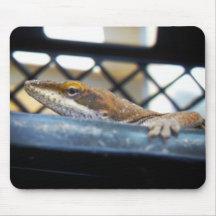 Sunning Green Anole Lizard Photo Mouse Pads