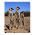 Sunning meerkats - Poster posters