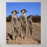 Sunning meerkats - Poster posters