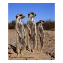 Sunning meerkats - Poster posters