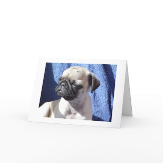 sunning pugs card