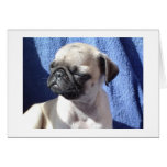 sunning pugs greeting cards