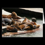 Sunning Sea Lions Card