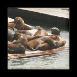 Sunning Sea Lions Magnet