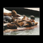 Sunning Sea Lions Postcard