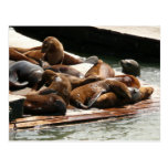 Sunning Sea Lions Postcard