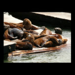 Sunning Sea Lions Print