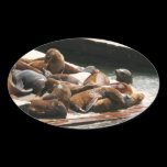 Sunning Sea Lions Sticker
