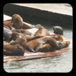 Sunning Sea Lions Sticker