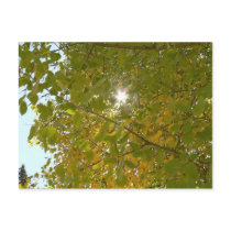 Sunny Aspen postcards by codfishlady Sunny Aspen postcards