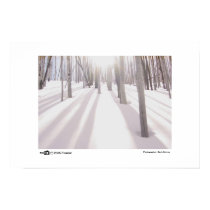 Sunny Aspens - Photo of the Year Finalists posters by photooftheyear Sunny Aspens - Photo of the Year Finalists posters
