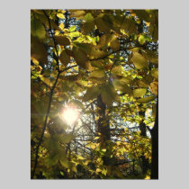 Sunny Beech posters