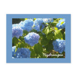 Sunny Blue Hydrangea Postcard