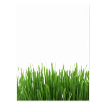 Sunny bright green grass photograph print post card