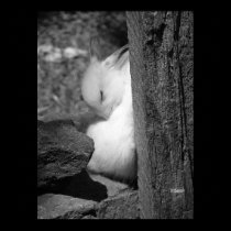 Sunny Bunny posters by InKibus Sunny Bunny posters