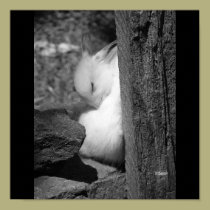 Sunny Bunny posters