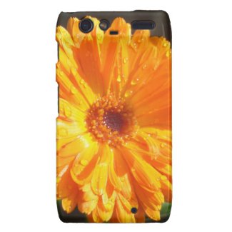 Sunny Calendula Raindrops Motorola Droid RAZR Cases