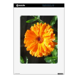 Sunny Calendula Raindrops Decal For iPad