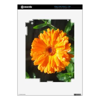 Sunny Calendula Raindrops iPad 2 Decals