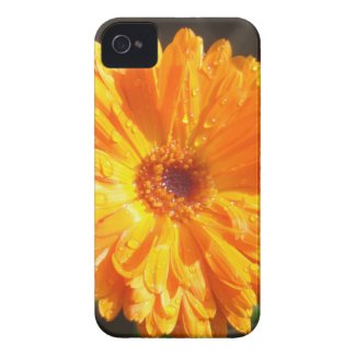 Sunny Calendula Raindrops iPhone 4 Case