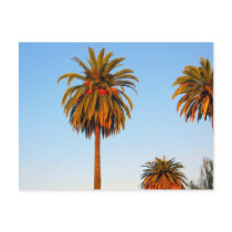 Sunny California Palm Trees Postcard