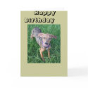 Sunny cards by Catahoula Sunny cards