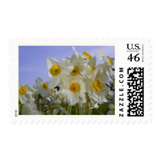 Sunny Daffodils Stamp
