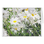Sunny Daisies cards