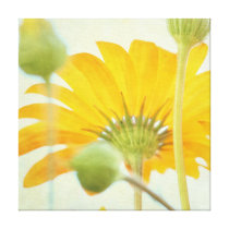 Sunny Daisy - Warm Light Home Decor Canvas Print canvas prints