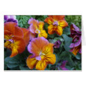 SUNNY DAY cards by artistdalzenia4peace SUNNY DAY cards
