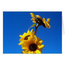 sunny day cards