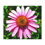 Sunny Day Echinacea Flower Gallery Wrapped Canvas